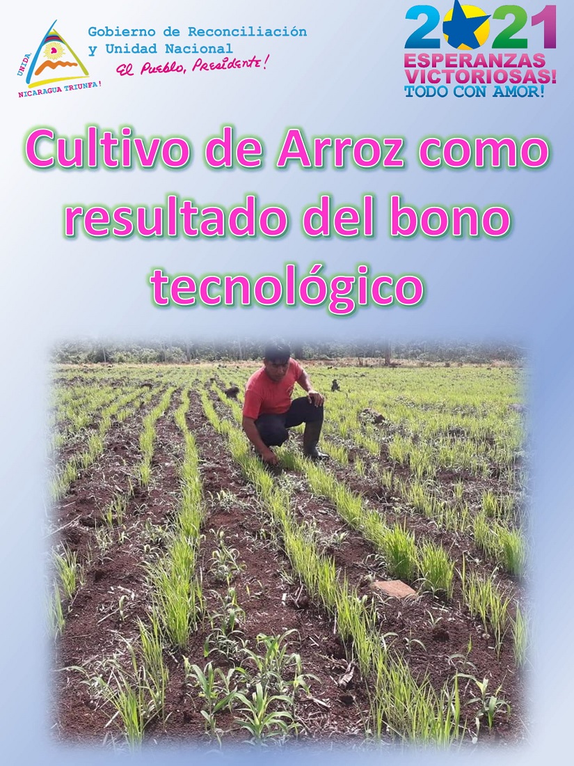 ARROZ